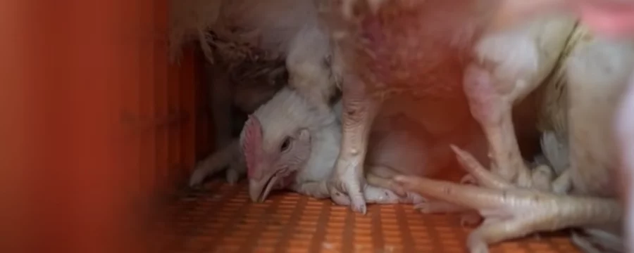 Chickens on a slaughterhouse truck